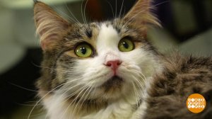 Котик, проходи на ингаляцию! Доброе утро. Фрагмент выпуска от 16.03.2026