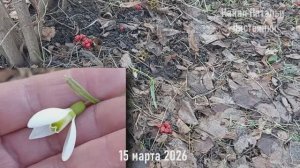 Март 2026: на городской цветник пришла весна!