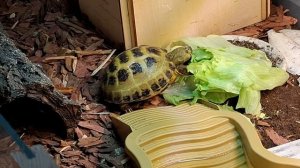 Черепашка Джесси кушает салат