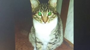 Элла Крылова. Реквием Полосику.