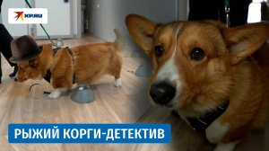 В рядах криминалистов на Алтае служит корги по кличке Рыжий