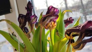 16-03-2026 тюльпаны на окнах в деревне