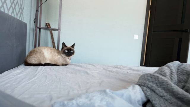 Часть 52. Запряг собаку в сани и поехал на ней кататься по лесу