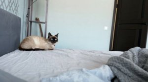 Часть 52. Запряг собаку в сани и поехал на ней кататься по лесу