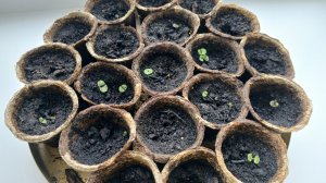 Выращиваем БАЗИЛИК!