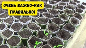 РАССАДА ТОМАТОВ. ОЧЕНЬ ВАЖНО-КАК ПРАВИЛЬНО ПРОВЕСТИ ПИКИРОВАНИЕ В СТАКАНЫ.