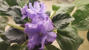 Фиалки на стеллажах.ч2 ,16/03. Цветет немного...