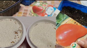 Сварила сыр. Посеяла базилик и томаты.