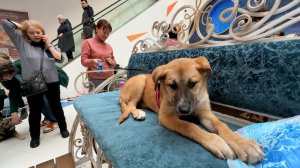 Из приюта в добрые руки