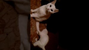 Кошачий вечер