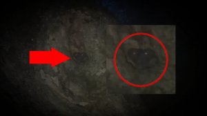 Страшные видео! Жуткий зверь в дупле огромного дерева