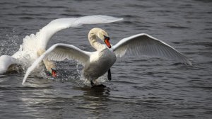 🦢 Посмотрели, как живёт река Разумная близ Дорогобужино: лебеди, нутрии, кряквы и т.д.