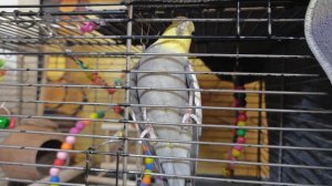 Попугай не кричит пиастры