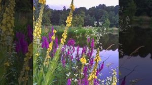 Отрывок из жизни.