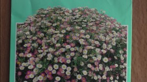 Первые всходы эригерона на рассаду