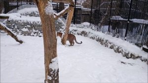 Самка дальневосточного леопарда Нала и самец  Кадрон 05.03.2026