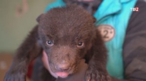 Медвежонок-сирота устраивает по ночам истерики в центре спасения в Ленобласти