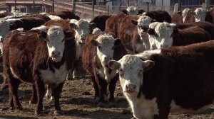 Режим ЧС объявлен в Новосибирской области из-за массового заболевания скота