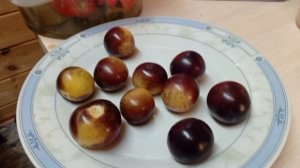 Гномы серии " Гондвана", «Prince Collection»Автор сортов Билл Йодер, США.