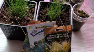 Рассада Овсяницы 🎋🌱🌱