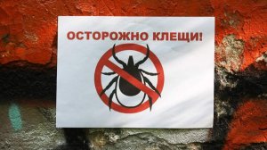 В Москве и Подмосковье нашли первых клещей