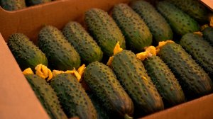 СОЦИАЛЬНЫЕ ОГУРЦЫ