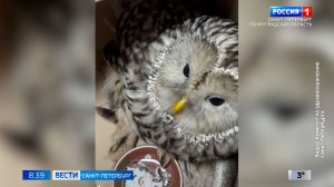 Вести Санкт-Петербург. Выпуск 08.35 от 16.03.2026