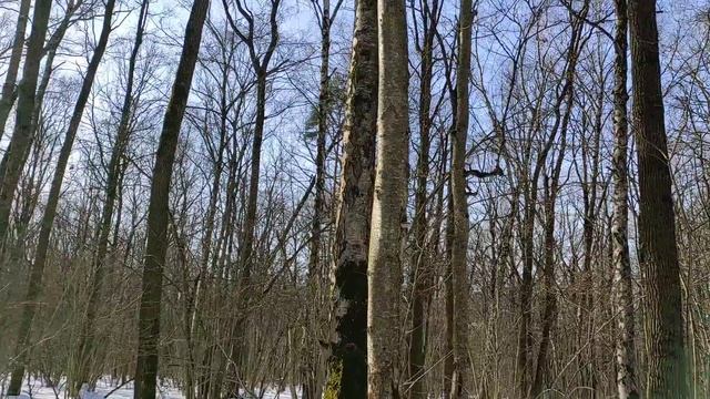 13 марта 2026, ещё один прекрасный день для лыжной прогулки