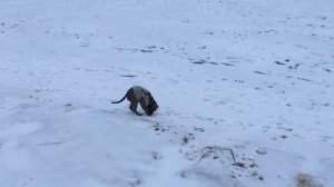 Последнее видео где моя красючка еще с ушками