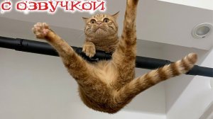 Приколы с котами! С ОЗВУЧКОЙ - Самые Смешные Животные! УГАР про котов и собак!