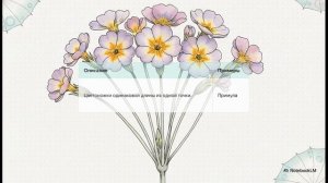 Биология 6 класс параграф 15 СОЦВЕТИЯ краткий пересказ