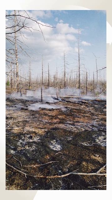 Сегодня отмечают Международный день лесов