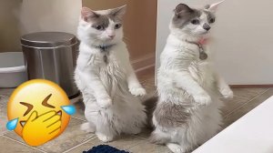 Подборка самых смешных моментов с кошками и собаками
