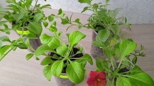 Обзор рассады ампельной петунии: обрезать или оставить верхушки