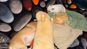 Самого доброго вечера и прекрасных снов.