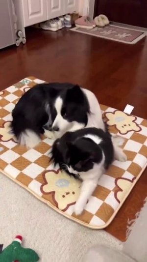 Неразлучные друзья