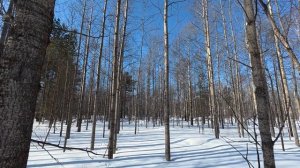 В межсезонье ищу зайца. Фотоохота😄