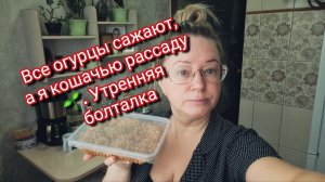 Все огурцы сажают, а я кошачью рассаду 🌱. Утренняя болталка