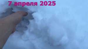 Зима в апреле Что будет с посаженными и посеянными растениями в Открытом Грунте