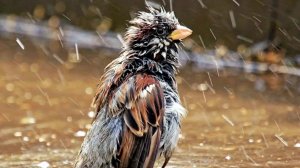 Как птицы оберегают своих птенцов от дождя, накрывая их своими крыльями.