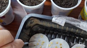 Чем была занята? Заложила инкубатор. Занималась посадками. Немного пошила.