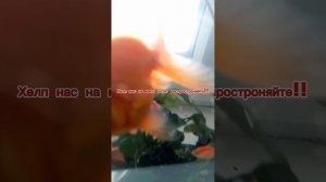 ВИДИО НА 10 ПОДИЩИКОВ СПАЛИЛ ЛИЦО