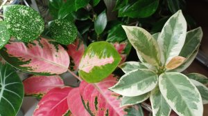 Комнатные растения🌿❤️Продолжаем гулять по цветочным полочкам☀️