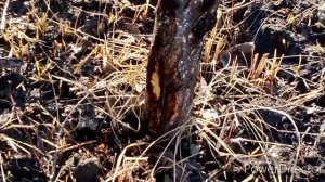 Пытаюсь вылечить абрикос / Что выростит из луковиц, загадка.