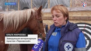 В Севастополе стартовала ежегодная кампания по обработке домашнего скота от паразитов