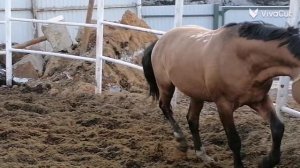 VivaCut_video_1773623089898_HD.mp4