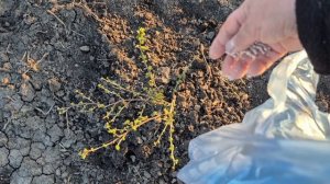 НАЧАЛОСЬ В КОЛХОЗЕ 🌄 КУДА НЕ ГЛЯНУ ВСЕ НУЖНО