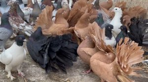 16.03.2026г Птица на продажу!!!+79298223260 Константин