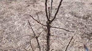 Урок по обрезке колоновидной груши и яблони