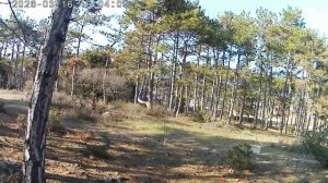 Прекрасно в лесу тепло солнце светит .